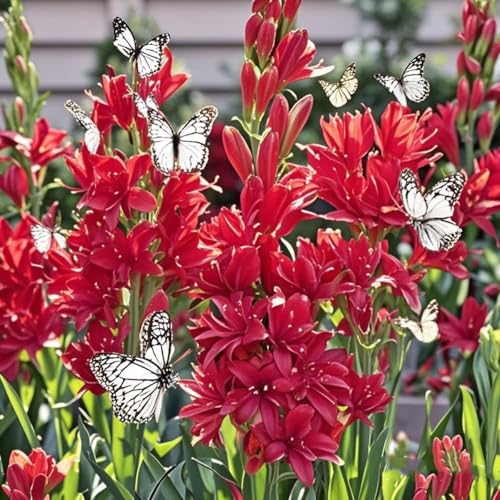 Tuberose zwiebeln,winterhart mehrjährigTuberose–neues Produkt–schnelles Wachstum–lange Blütezeit–hohe Qualität,gemischte,selten,ausgewählt-15zwiebeln-D Tuberose zwiebeln,winterhart mehrjährigTuberose–neues Produkt–schnelles Wachstum–lange Blütezeit–hohe Qualität,gemischte,selten,ausgewählt-15zwiebeln-D von UIODERDC