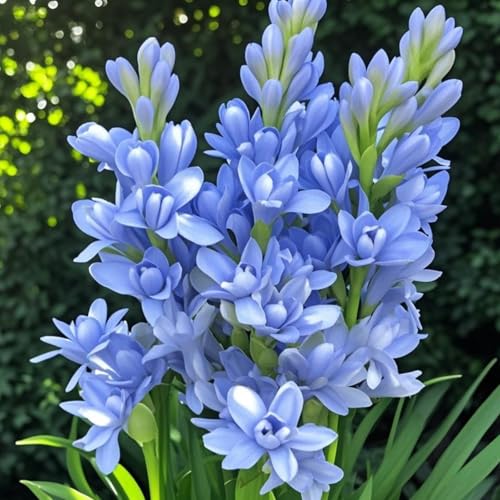 Tuberose zwiebeln,winterhart mehrjährigTuberose–neues Produkt–schnelles Wachstum–lange Blütezeit–hohe Qualität,gemischte,selten,ausgewählt-4zwiebeln-E Tuberose zwiebeln,winterhart mehrjährigTuberose–neues Produkt–schnelles Wachstum–lange Blütezeit–hohe Qualität,gemischte,selten,ausgewählt-4zwiebeln-E von UIODERDC