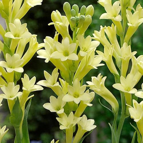 Tuberose zwiebeln,winterhart mehrjährigTuberose–neues Produkt–schnelles Wachstum–lange Blütezeit–hohe Qualität,gemischte,selten,ausgewählt-4zwiebeln-I Tuberose zwiebeln,winterhart mehrjährigTuberose–neues Produkt–schnelles Wachstum–lange Blütezeit–hohe Qualität,gemischte,selten,ausgewählt-4zwiebeln-I von UIODERDC