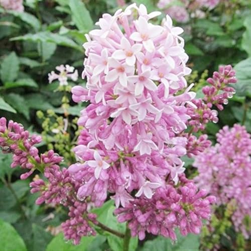Tuberose zwiebeln,winterhart mehrjährigTuberose–neues Produkt–schnelles Wachstum–lange Blütezeit–hohe Qualität,gemischte,selten,ausgewählt-8zwiebeln-C Tuberose zwiebeln,winterhart mehrjährigTuberose–neues Produkt–schnelles Wachstum–lange Blütezeit–hohe Qualität,gemischte,selten,ausgewählt-8zwiebeln-C von UIODERDC