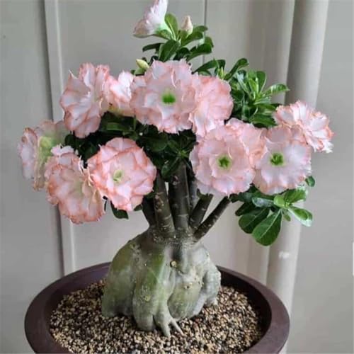 Wüstenrose zum Anpflanzen/winterhart mehrjährig Wüstenrose/lange Blütezeit/schnelles Wachstum/hohe Qualität/gemischte/selten,ausgewählt-1zwiebeln-C von UIODERDC