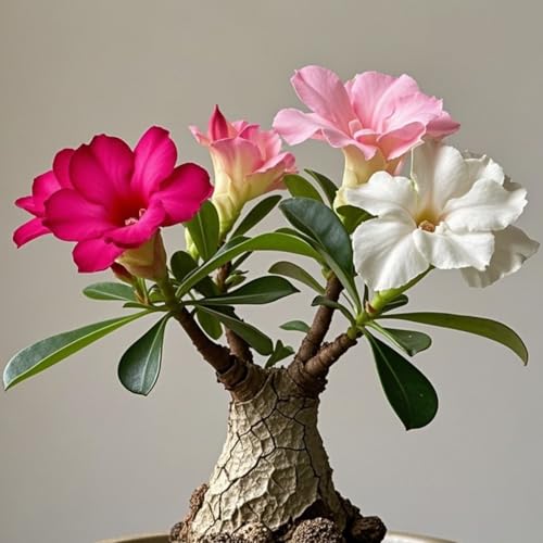 Wüstenrose zum Anpflanzen/winterhart mehrjährig Wüstenrose/lange Blütezeit/schnelles Wachstum/hohe Qualität/selten,ausgewählt/gemischte-2Rhizome-B von UIODERDC