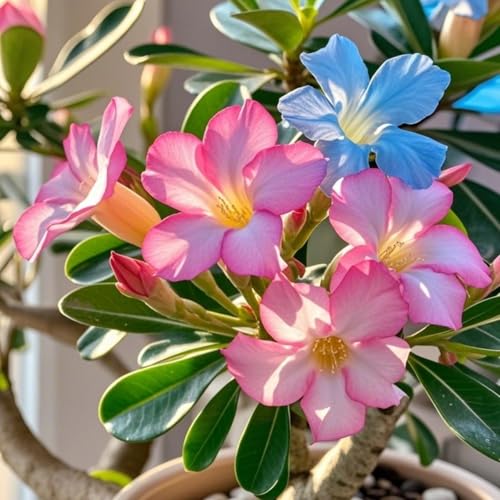 Wüstenrose zum Anpflanzen/winterhart mehrjährig Wüstenrose/schnelles Wachstum/lange Blütezeit/hohe Qualität/selten/ausgewählt/gemischte-4zwiebeln-C von UIODERDC