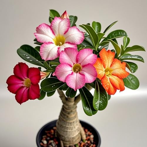 Wüstenrosen zum Anpflanzen/Glühbirnen,schnelles Wachstum und robuste ständige seltene Wüstenrose für Außenund schöne Häuser Preis(Wüstenrosenzwiebeln）-2Rhizome-G von UIODERDC