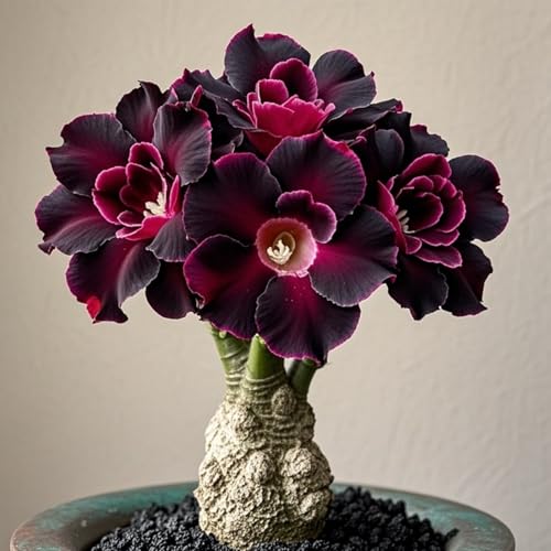 Wüstenrosen zum Anpflanzen/Glühbirnen,schnelles Wachstum und robuste ständige seltene Wüstenrose für Außenund schöne Häuser Preis(Wüstenrosenzwiebeln）-4Rhizome-C von UIODERDC