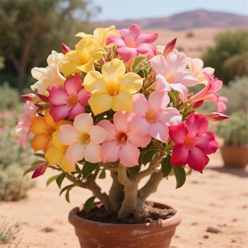 Wüstenrosen zum Anpflanzen/Herbstpflanzung für Frühlingsschönheit,Mehrjährig winterhart,gedeiht in Töpfen/(Wüstenrosenzwiebeln)-1rhizome-A von UIODERDC