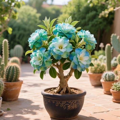 Wüstenrosen zum Anpflanzen/Herbstpflanzung für Frühlingsschönheit,Mehrjährig winterhart,gedeiht in Töpfen/(Wüstenrosenzwiebeln)-4rhizome-C von UIODERDC