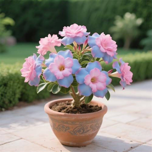 Wüstenrosen zum Anpflanzen/Herbstpflanzung für Frühlingsschönheit,Mehrjährig winterhart,gedeiht in Töpfen/(Wüstenrosenzwiebeln)-5rhizome-H von UIODERDC