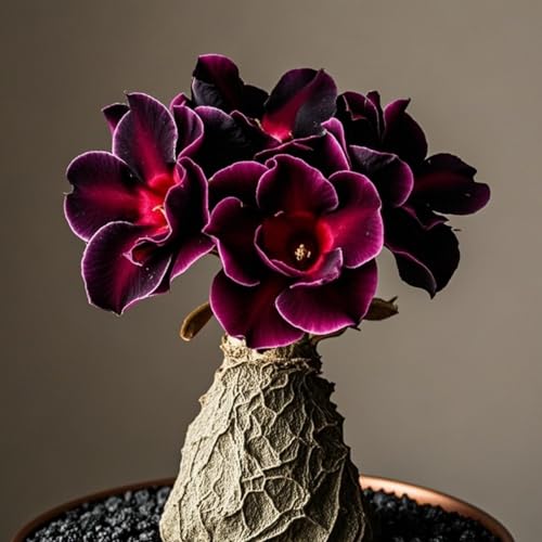 Wüstenrosen zum Anpflanzen/Herbstpflanzung für Frühlingsschönheit,gedeiht in Töpfen-Mehrjährig winterhart/(Wüstenrosenzwiebeln)-1Rhizome-C von UIODERDC
