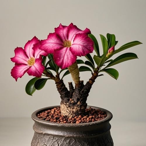 Wüstenrosen zum Anpflanzen/Herbstpflanzung für Frühlingsschönheit,gedeiht in Töpfen-Mehrjährig winterhart/(Wüstenrosenzwiebeln)-3Rhizome-A von UIODERDC
