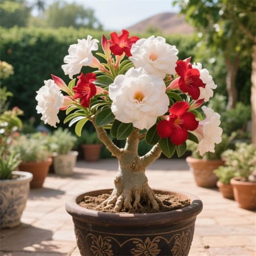 Wüstenrosen zum Anpflanzen/winterhart mehrjährig,gedeihen gut im Innen- und Außenbereich und sind wunderschöne Zierpflanzen（Wüstenrosenzwiebeln）-4Rhizome-I von UIODERDC