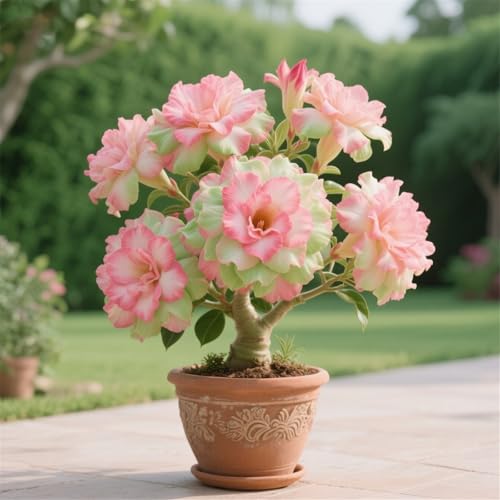 Wüstenrosen zum Anpflanzen/winterhart mehrjährig,gedeihen gut im Innen- und Außenbereich und sind wunderschöne Zierpflanzen（Wüstenrosenzwiebeln）-5Rhizome-F von UIODERDC