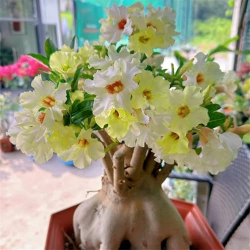 Zum Züchten von Wüstenrosen/mehrjährig winterhart,große,mooi in alle seizoenen,creëert gemakkelijk een bloemenlandschap(Wüstenrosenzwiebeln）-2Rhizome-E von UIODERDC