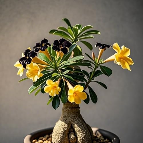 Zum Züchten von Wüstenrosen/mehrjährig winterhart,große,mooi in alle seizoenen,creëert gemakkelijk een bloemenlandschap(Wüstenrosenzwiebeln）-3Rhizome-I von UIODERDC