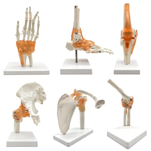 UIOPPOI 6-teiliges Set mit 6 Hauptgelenk-Modellen, Anatomie-Modelle, menschliche Schulter, Ellbogen, Hüfte, Knie, Hand, Fußgelenk, Knochenmodelle, menschliches Gelenk, Gelenk-Serienmodell von UIOPPOI