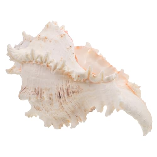 UKCOCO Muschelschmuck große Muschelschale Strandschmuck Muschelschalenschmuck Küstendekor für Zuhause Muscheldekorationen Muscheln selber basteln Strand Wohnkultur Muscheln groß Beige von UKCOCO