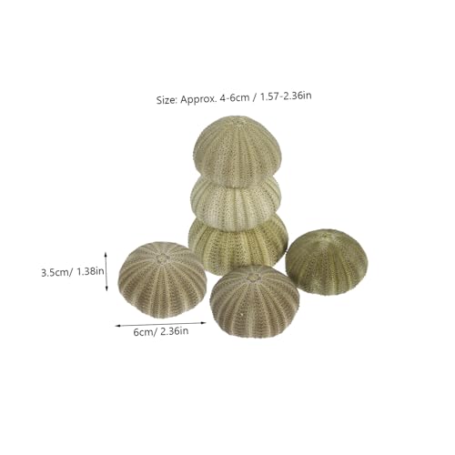 ULDIGI 6 Stück Teiliges Natürliche Seeigelgehäuse Dekorative Muschelschalen für DIY Bastelprojekte Hängende Luftpflanzenhalter Wohnaccessoire für Büro Zuhause und Hochzeit von ULDIGI