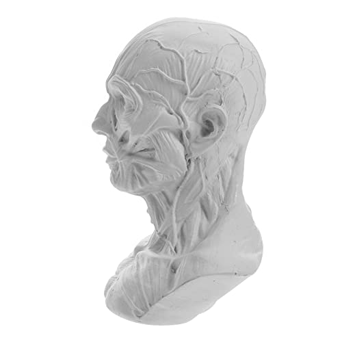 ULDIGI Skizzenstatue Anatomisches Modell Schädel Kopf Muskel Figur Statue des Menschlichen Kopfes Schädelkopf Handwerk Künstler Zeichnungsmodell Anatomie-skizzenmodell Harz Esstisch von ULDIGI