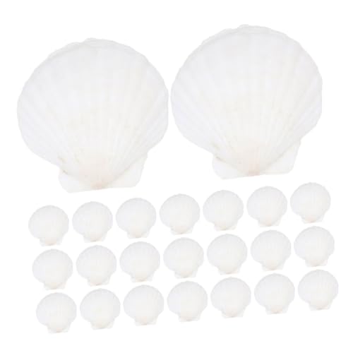 ULTECHNOVO 35 Stück Shell Decoration Set Wohnkultur Muscheln Meeresdekorationen Muscheln Für Die Zum Handwerk Strand Wohnkultur Küstenwanddekoration Hülse Weiß von ULTECHNOVO