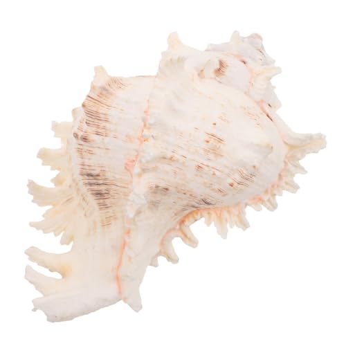 ULTECHNOVO Große Muscheln Natürliche Muschelschale Küstenornament Für Vasenfüller Esstisch-mittelstück Dekoration Strandthema DIY-basteln ULTECHNOVO Große Muscheln Natürliche Muschelschale Küstenornament Für Vasenfüller Esstisch-mittelstück Dekoration Strandthema DIY-basteln von ULTECHNOVO