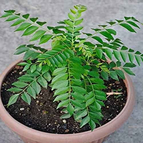 20 Indian Curry Leaves Seeds - Curry Leaf Plant Kadi Patta Murraya Seeds. von UNIQUS