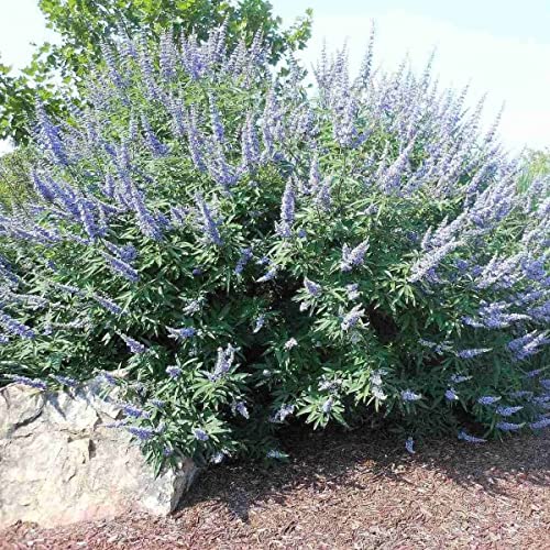 30 Vitex Agnus Castus - Chaste Tree. Aromatic Shrub Covered with Fragrant Purple Blooms. von UNIQUS