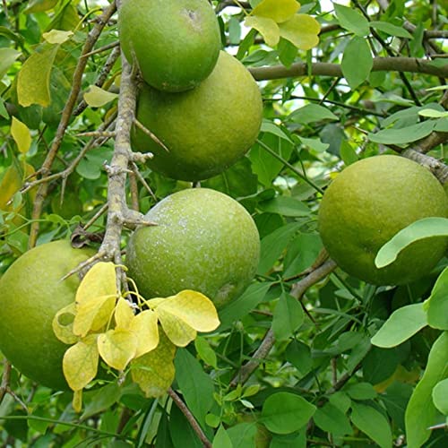 35 Fresh Organic Bael Seeds - Aegle marmelos Bilva - Bengal Quince - Stone Apple. von UNIQUS