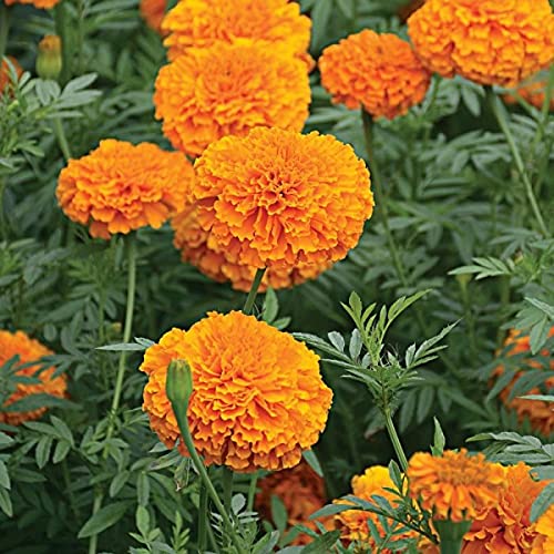 African Marigold Orange 100 Tagetes Erecta Flower Annual Seeds. von UNIQUS
