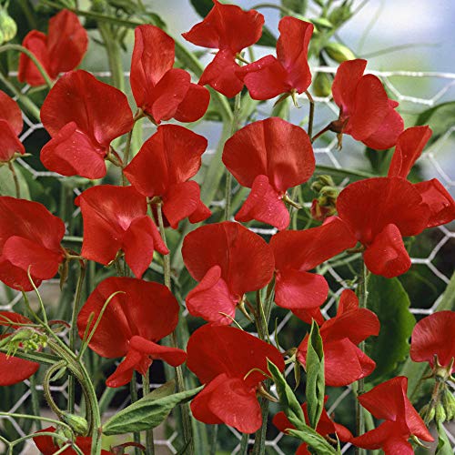 Annual Lathyrus Odoratus Red Flower 20 Sweet Pea Seeds. von UNIQUS