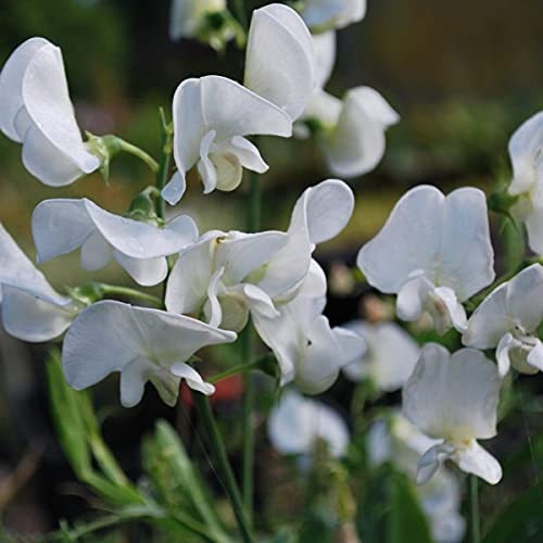Annual Lathyrus Odoratus White Flower 50 Sweet Pea Seeds. von UNIQUS
