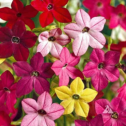 Annual Nicotiana Alata Tobacco 700 Seeds. von UNIQUS