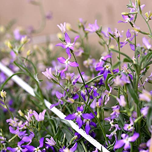 Annual Night Stock Purple Matthiola Bicornis Flower 2500 Seeds. von UNIQUS