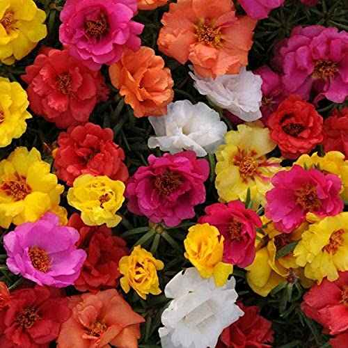 Annual Portulaca Grandiflora Mix Flower 1000 Moss Rose Seeds. von UNIQUS