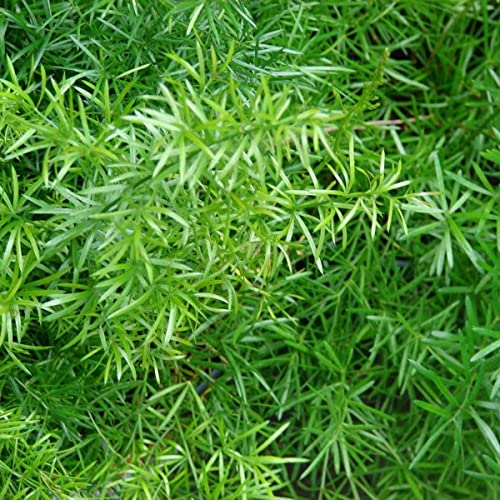 Asparagus Fern 10 Asparagus Densiflorus Annual Perennial flower Houseplant Seeds. von UNIQUS