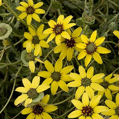 Chocolate Flower (Berlandiera Lyrata) 10 Perennial Flower Seeds. von UNIQUS