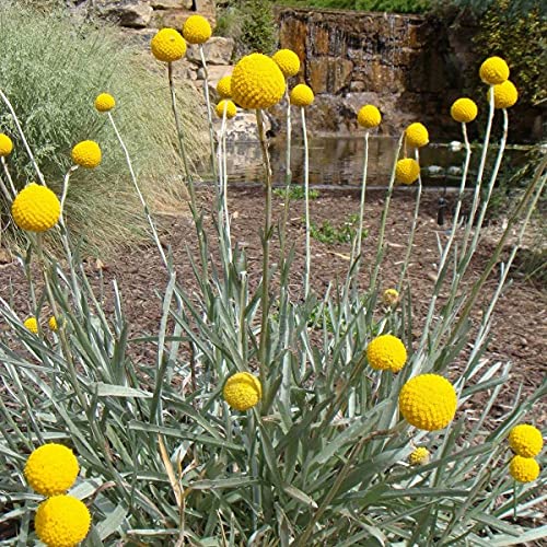 Craspedia Globosa Drumstick 150 Annual Perennial Flower Seeds. von UNIQUS