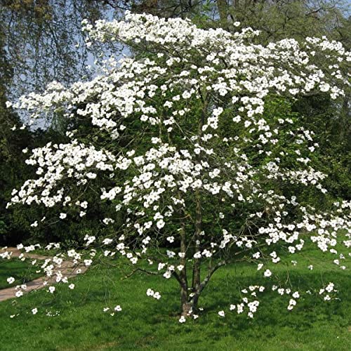 Dogwood White Flowering Seeds - Cornus Florida 5 Tree Seeds. von UNIQUS