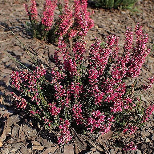 Scots True Heather Heidekraut 500 Evergreen Seeds - Calluna Vulgaris. von UNIQUS