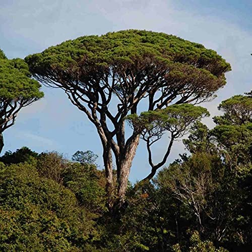 Stone Pine, Umbrella Pine (Pinus Pinea) 5 Tree Seeds. von UNIQUS