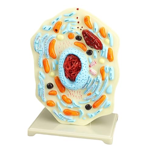 Tierzellmodell, tragbar, Anatomie, Biologie, Lehrmodelle für Klassenzimmer, Studium, Biologie, Werkzeug, tragbare Anatomie für Display von UNTERING