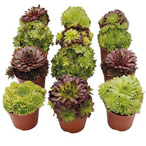 UNUS Garden Sempervivum Mix Hauswurz echte Pflanzen 12er Set winterhart von UNUS