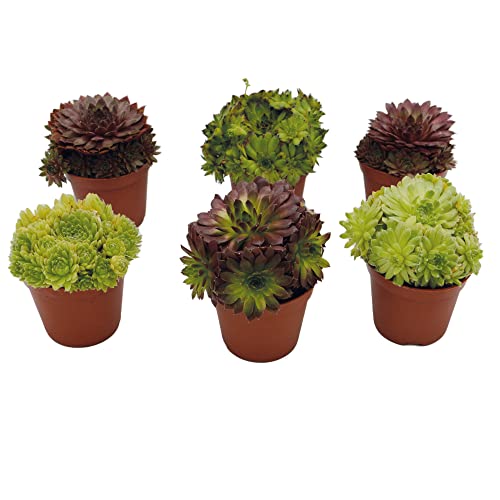 UNUS Garden Sempervivum Mix Hauswurz echte Pflanzen 6er Set winterhart von UNUS