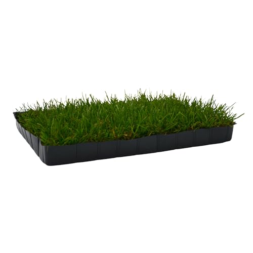 Katzengras mit PVC Einsatz 38x28 von UNUS