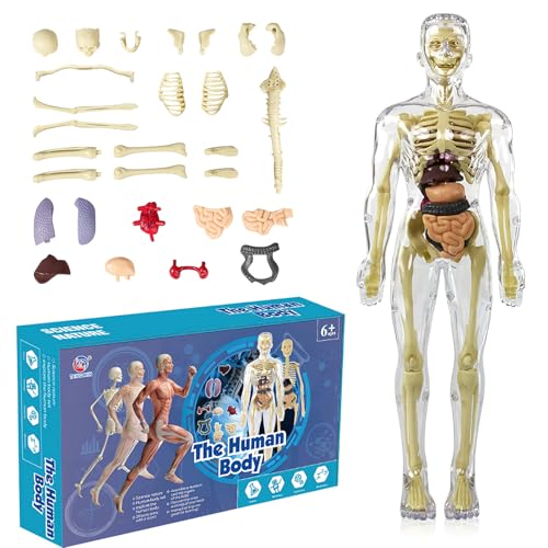 UOCAI 3d Human Body Torso Model for Kid,Körper Anatomie Modell,Anatomie Modell Menschlichen Körper,Anatomy Model Skeleton,Teaching Model Human Body,Menschliche Skelton Modell,Torsomodell Menschliches von UOCAI