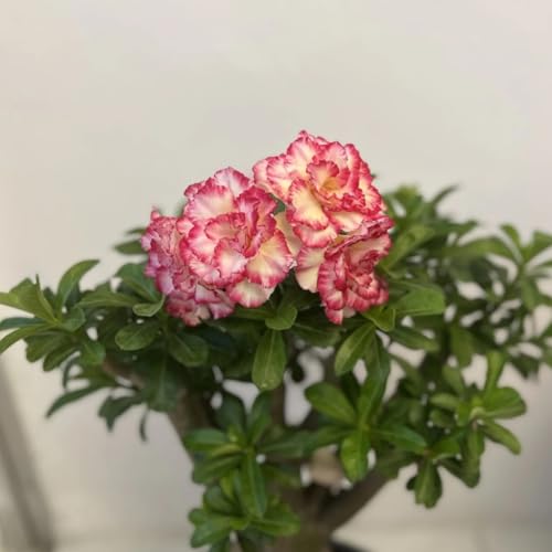 Adenium obesum winterhart Kaufen - Einzigartige Zierpflanze mit großen - Frostfeste Sorten für Garten & Balkon und Außenbereich geeignet-1Pcs-D von UOLKEZFM