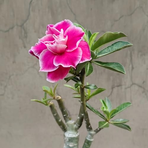 Adenium obesum wüstenrose winterhart - Einzigartige Zierpflanze mit großen - Frostfeste Sorten für Garten & Balkon und Außenbereich geeignet-1Pcs-A von UOLKEZFM
