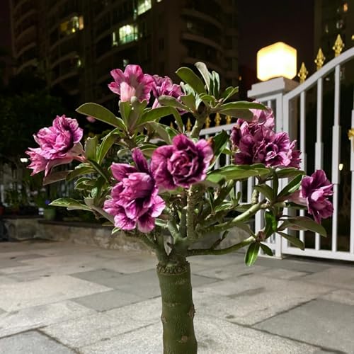 Adenium obesum wüstenrose winterhart - Einzigartige Zierpflanze mit großen - Frostfeste Sorten für Garten & Balkon und Außenbereich geeignet-1Pcs-B von UOLKEZFM