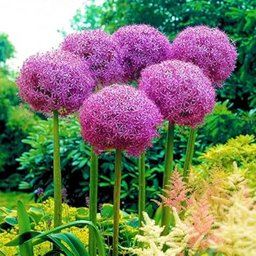 Allium giganteum winterhart - Allium globemaster weiss - Einzigartige Zierpflanze mit großen -10Pcs-B von UOLKEZFM