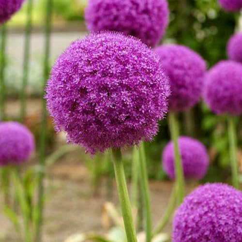 Allium giganteum winterhart - Allium globemaster weiss - Einzigartige Zierpflanze mit großen -10Pcs-C von UOLKEZFM
