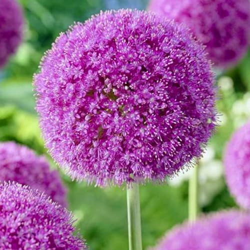 Allium giganteum winterhart - Allium globemaster weiss - Einzigartige Zierpflanze mit großen -6Pcs-X von UOLKEZFM